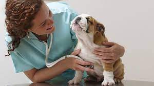 Pet Insurance Coverage | ASPCA Pet Health Insurancehttps://www.aspcapetinsurance.com
