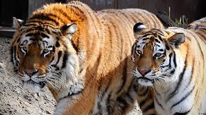 Tiger Breeders, what do they do?